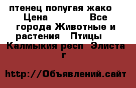 птенец попугая жако  › Цена ­ 60 000 - Все города Животные и растения » Птицы   . Калмыкия респ.,Элиста г.